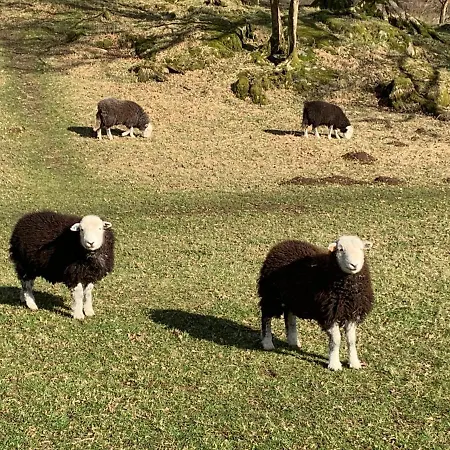 Ivythwaite Windermere